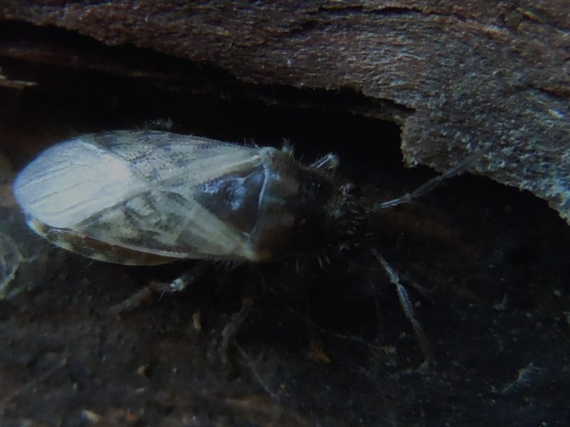 Lygaeida sotto una corteccia, si ma quale?